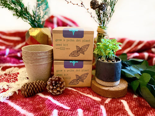 "Get Growing" Plant Kit (Your Choice - Winter Dreaming)