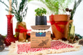 "Get Growing" Plant Kit (Your Choice - Winter Dreaming)