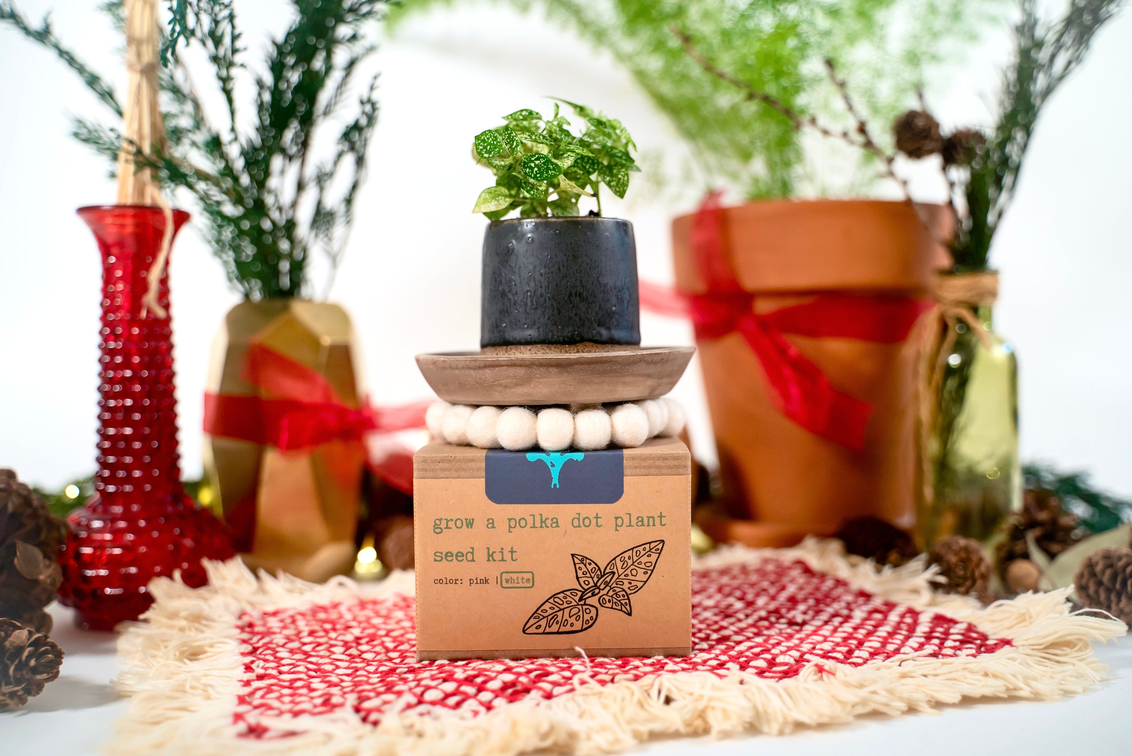 "Get Growing" Plant Kit (Your Choice - Winter Dreaming)