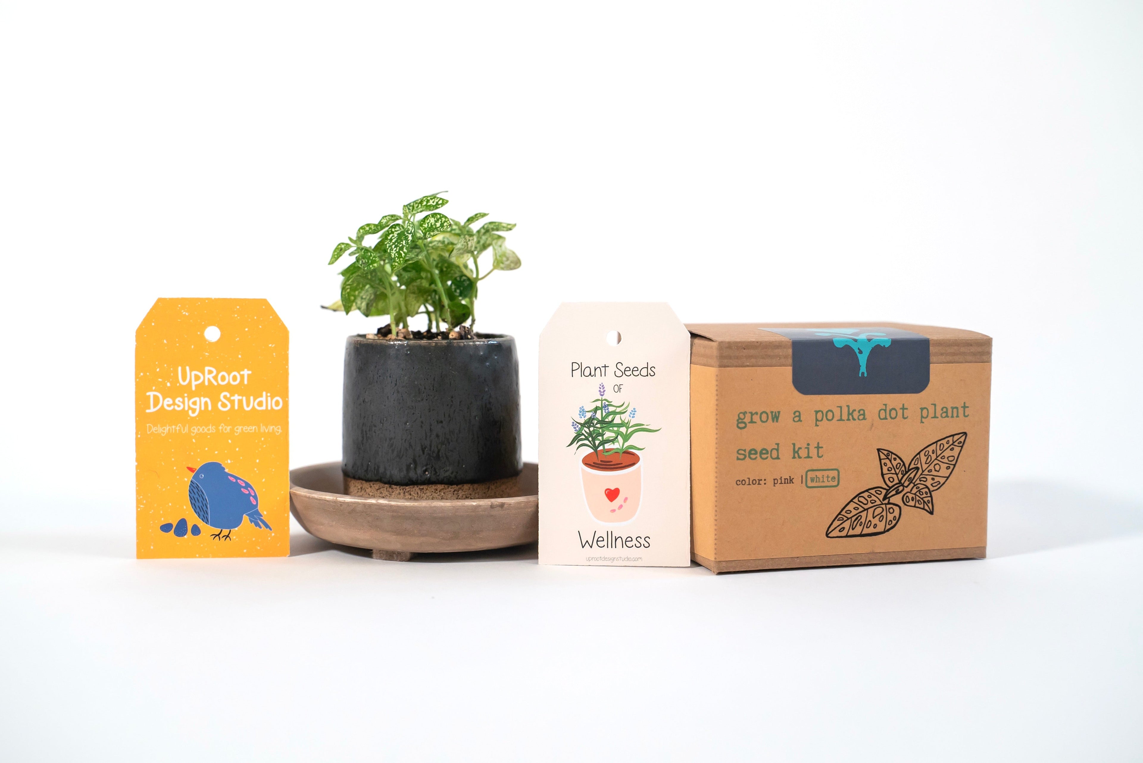 White Polka-Dot Plant Growing Kit (Get Growing)